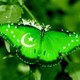 Nadeem ahmed