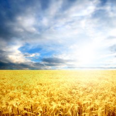 Christopher Narcisse