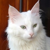 Gato Blanco