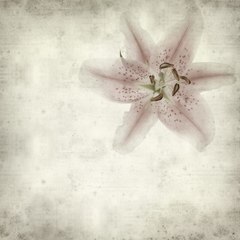 Kelly Davis
