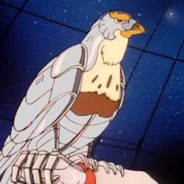 Tally Hawk
