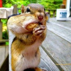 頑張るママちゃん