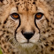 CheetahViews