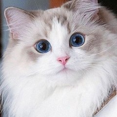 Cat Lovers