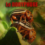 association Ledoryphore