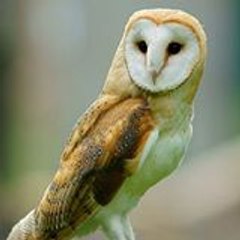 LA CHOUETTE