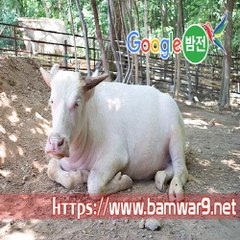 밤*의*전*쟁 평촌휴게텔 울산휴게텔 울산 남구 달동 오피방