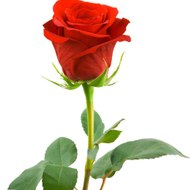 A plus Digital Photo Shop And Photostat