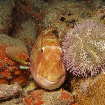 Salsichadiver