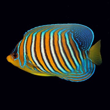zinen34567