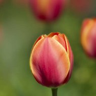 Kurtaj Doktoru İstanbul