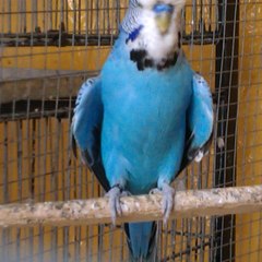 aally