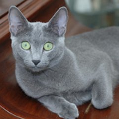 Aristocat