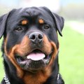 Rottie9club