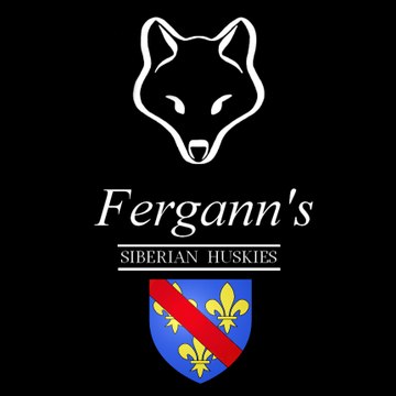 Fergann's siberian huskies