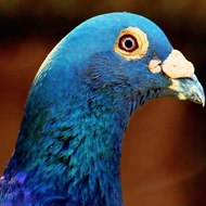 Blue Pigeon Productions