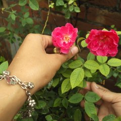 victorious-star (Music)