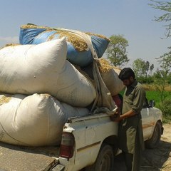Chak 75GB Pind