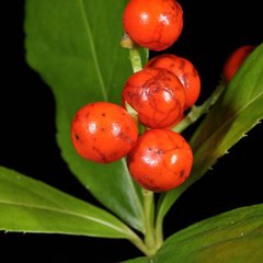 Cẩm nang bệnh gout