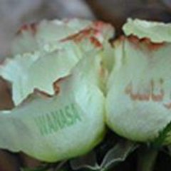 وناسة للأفراح والمناسبات