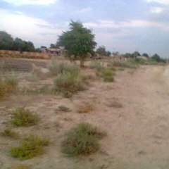 Chak No 181 NP