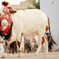 Bakra Mandi Pakistan