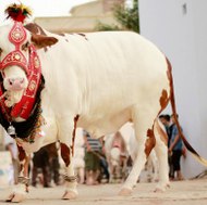 Bakra Mandi Pakistan
