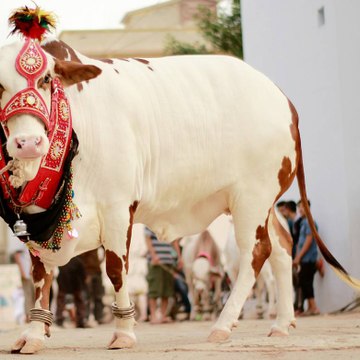 Bakra Mandi Pakistan