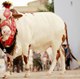 Bakra Mandi Pakistan