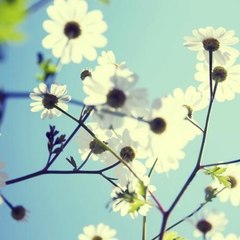 Stella_2012
