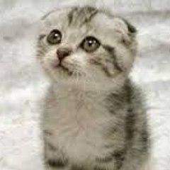 Littlekitten FreePlay