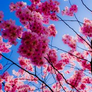 Dizi Bölümleri,Fragmanlar ve Komik Videolar