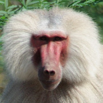 bdeschabis