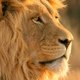 Kuntal kumar ANIMAL WORLD