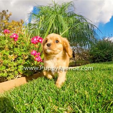 puppyavenue