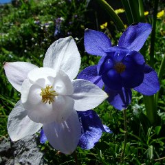 Aquilegia