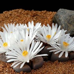 alexatravel11