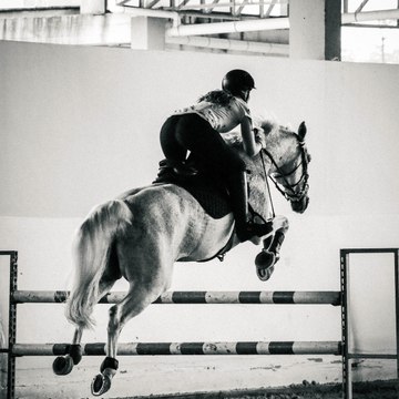 Horse-maniax