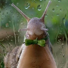 [HD] Snail TV Online Streaming