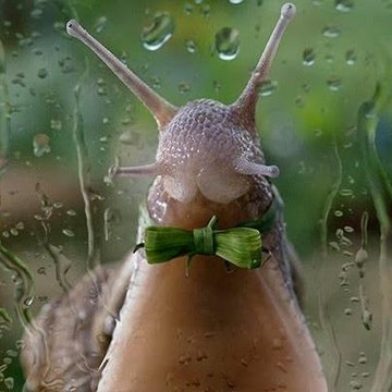 [HD] Snail TV Online Streaming