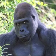 Miguel Alonso Castillo