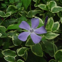 Florayfauna Lanus
