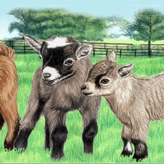 Amber Waves Pygmy Goats