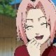 sakura144