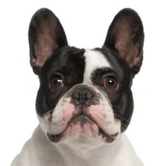 French Bulldog Traduction