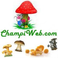 Champiweb.com