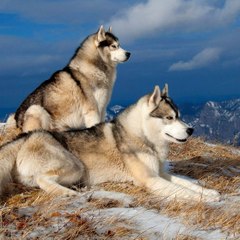 Hack For Roblox 2015