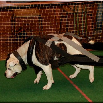 Christ Dogsport