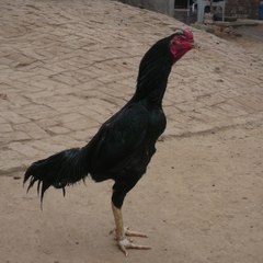 thaiganoi