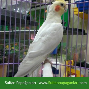 Sultan Papağanları